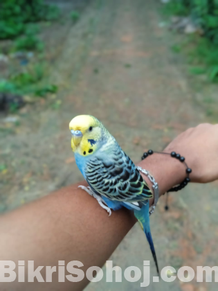 Budrigar